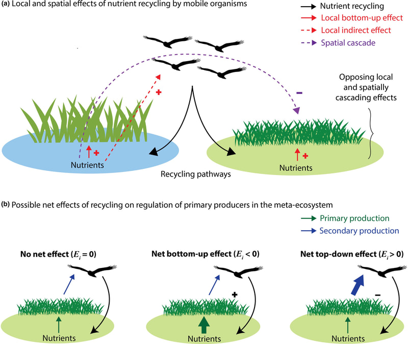 Traits affecting nutrient recycling by mobile consumers can explain coexistence and spatially heterogeneous trophic regulation across a meta-ecosystem